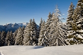 Ciaspolata di Buon Anno 2012 ai Piani dell'Avaro il 3 gennaio - FOTOGALLERY